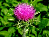 Дієтична добавка "Силімарин" Розторопша Nutriplus для печінки 2